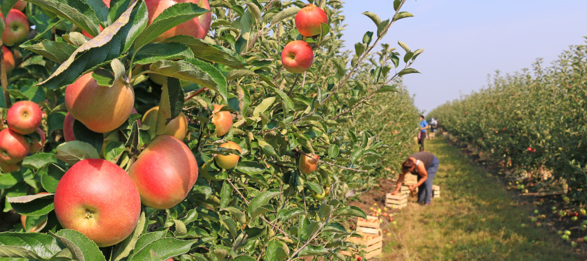 apple garden royal commission farming finance